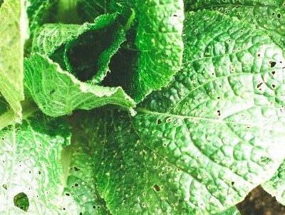 Plantes vertes du potager