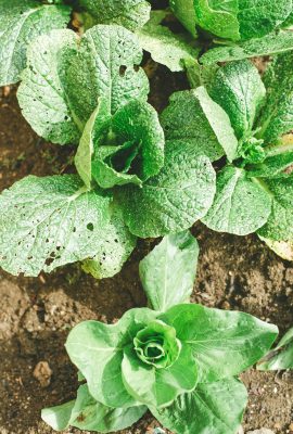 Potager en pleine croissance avec des légumes frais comme des tomates, des salades et des courgettes